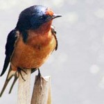 Barn-Swallow-nisq-portrait2