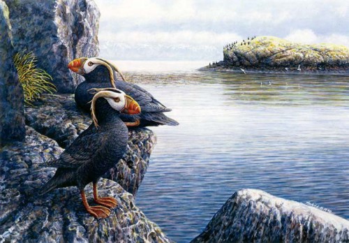 #209 Tufted Puffins