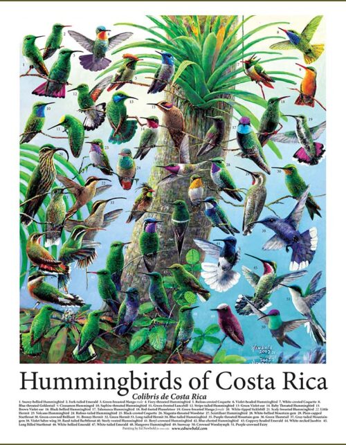 Poster of the Hummingbirds of Costa Rica painted and published by Ed Newbold Wildlife Artist