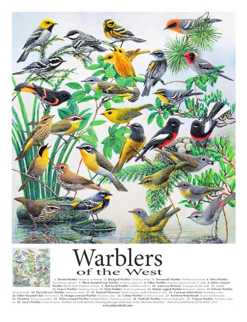 #252 Warblers of the West 14 x 18