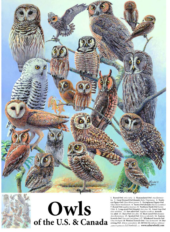 #250 Owls of the US & Canada 14 x 18