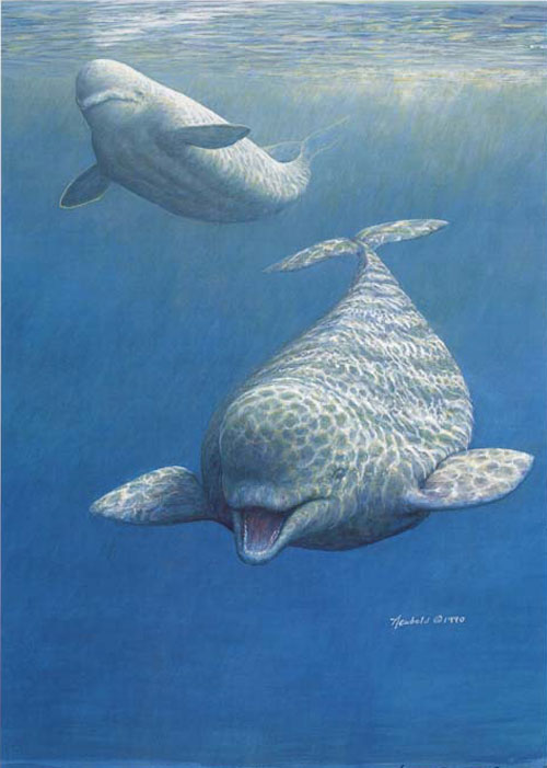 #10 Beluga Whales