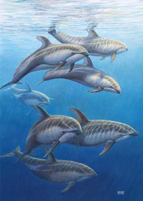 #12 Pacific White-sided Dolphins