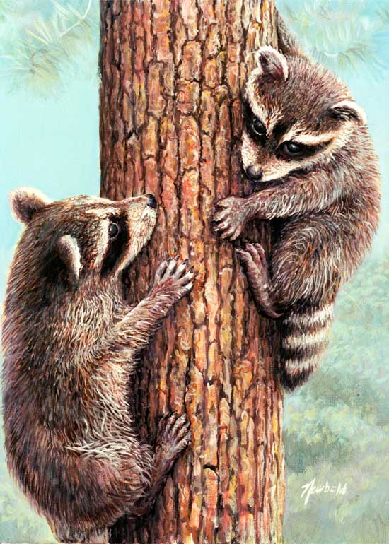 #188 Who's idea was this? (two Raccoons)