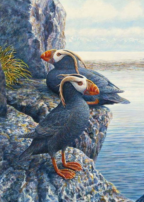 #32 Tufted Puffins
