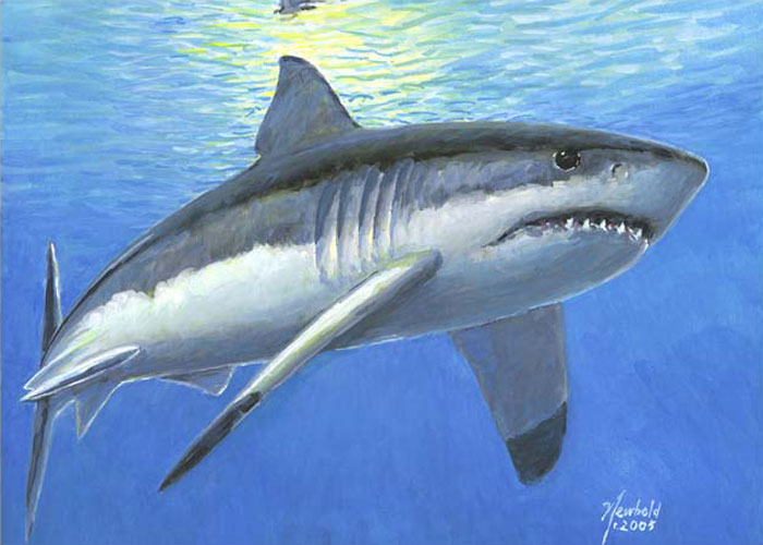 #2 White Shark
