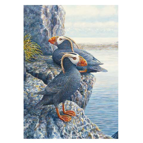 NC Series 1 #6 Tufted Puffins