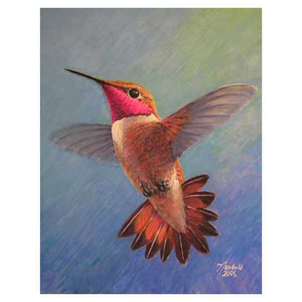 NC series 3  # 6 Rufous Hummingbird