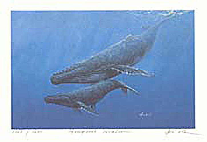 #168 Humpback Whales