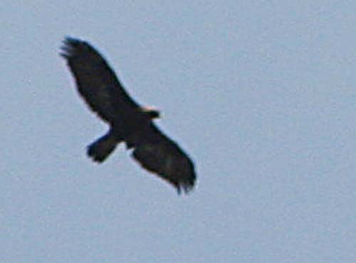 Golden Eagle over Skagit WRA Feb 21, 2011