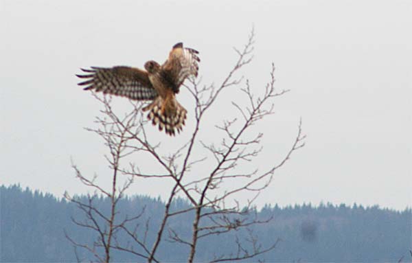 Ed Newbold 34 Year Wait For Second Golden Eagle At Skagit Wra