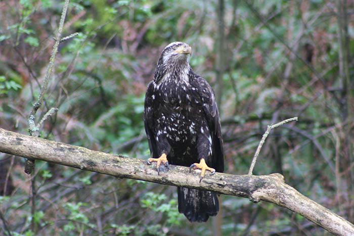 Bald Eagle