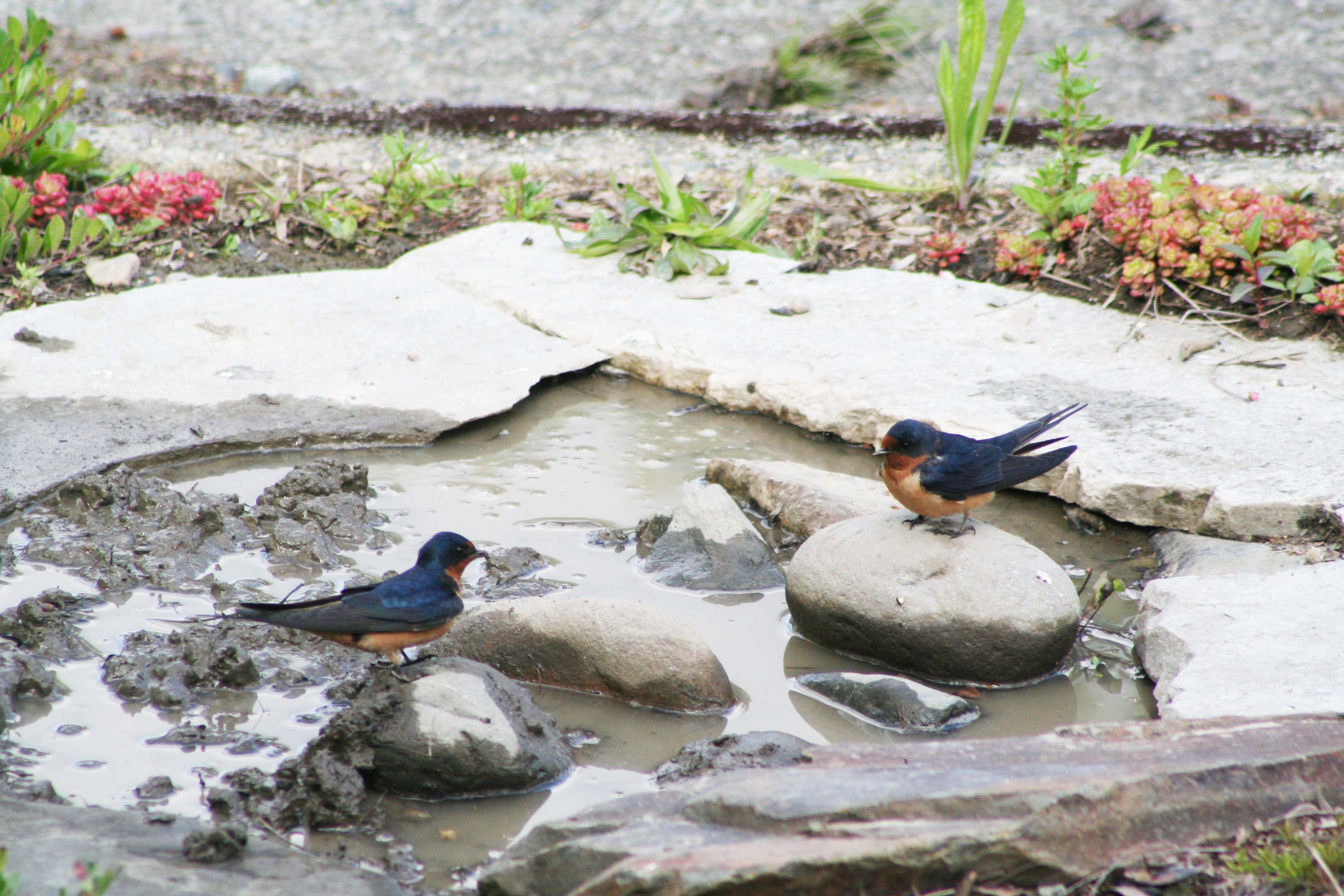 Ed Newbold Barn Swallows Getting Nesting Mud From A Mud Basin