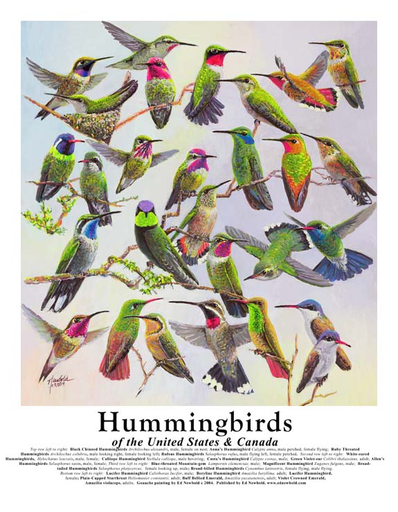 Species of hummingbirds | Hummingbird, Nature illustration, Birds