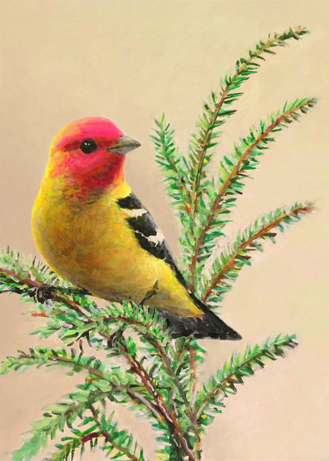 #68 Western Tanager
