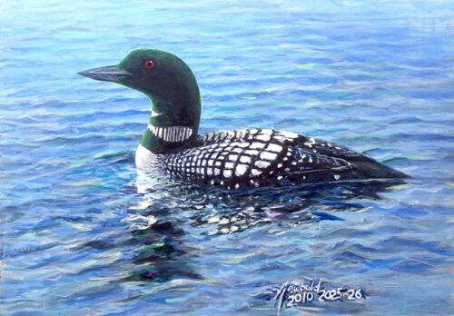 #177 Common Loon (9 x 12) fits 11 x 14 mat