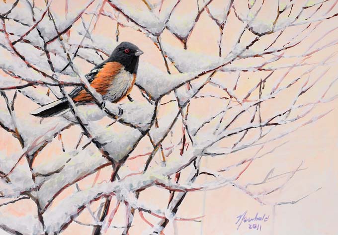 Spotted Towhee painting by Ed Newbold