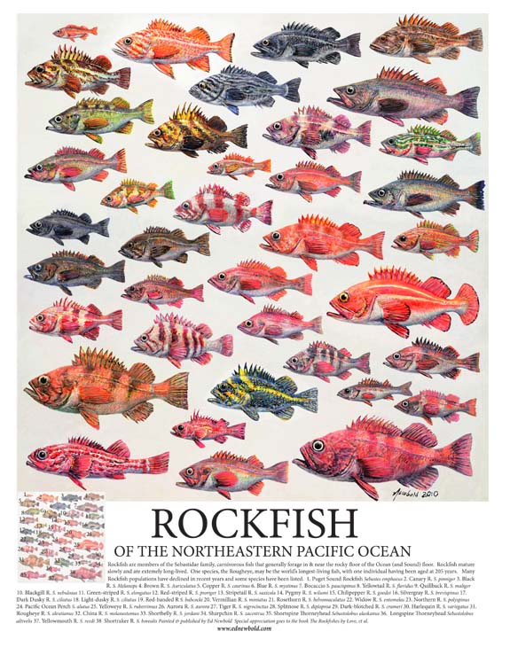 #256 Rockfish of the Eastern Pacific 14 x 18