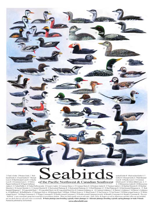 #266 Seabirds of the Northwest 14 x 18
