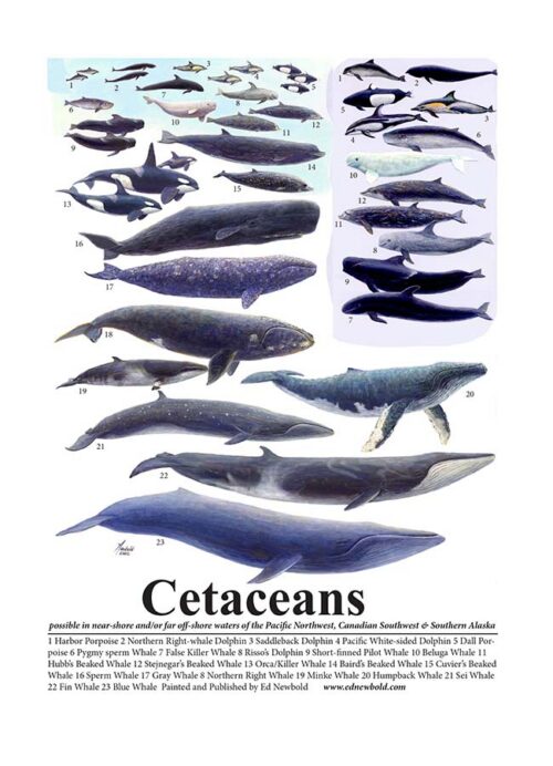 #388 Cetaceans mini-poster (8 x 10)