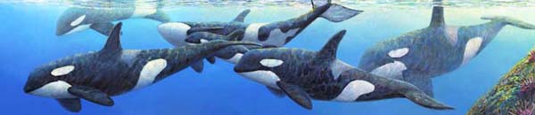 #369 Orcas
