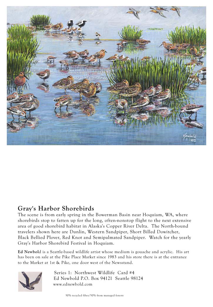 NC Series 1 #4 Grays Harbor Shorebirds