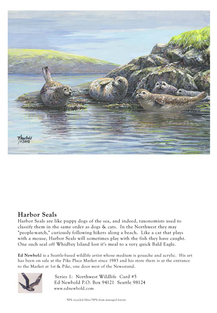 NC Series 1 #5 Harbor Seals