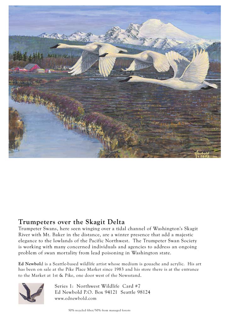 NC Series 1 #7 Trumpeter Swans over the Skagit Delta
