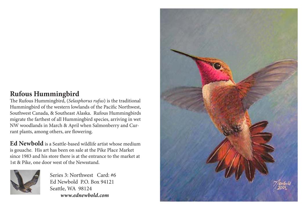 NC series 3  # 6 Rufous Hummingbird