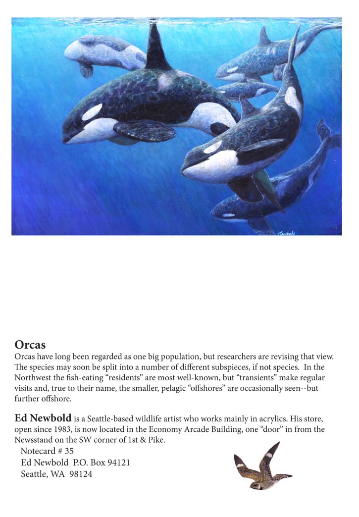 NC #35 Orcas