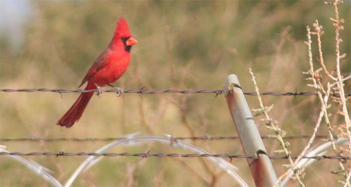 tucson cardinal