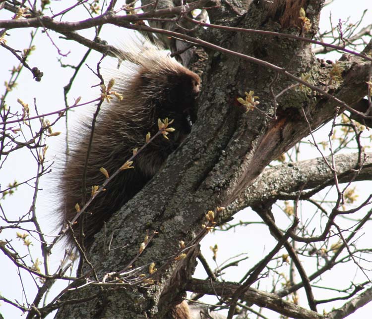 This Porcupine was at the north end of our itinerary in Michigan where we found Kirtland's Warblers