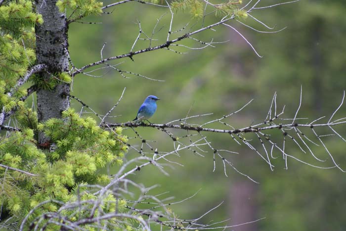 This is a Mountain Bluebird from the Taneum drainage of the Cascades, a shot I took in 2013, for relief from this blog post