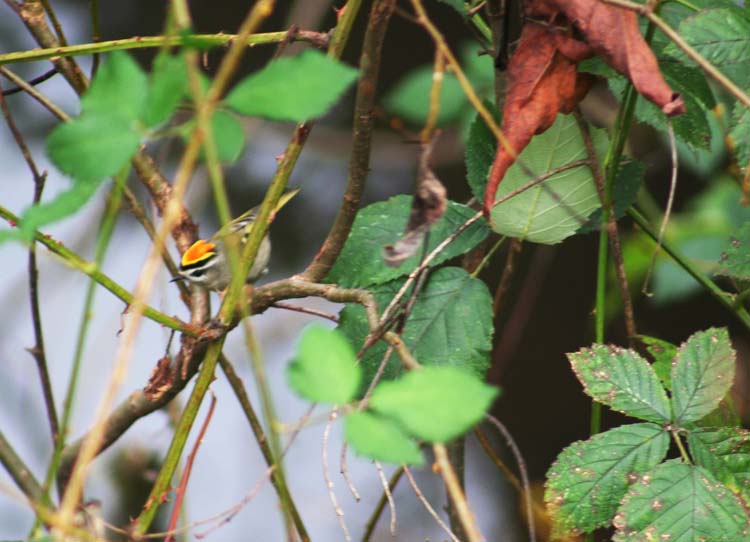 Golden-crowned Kinglet for blog