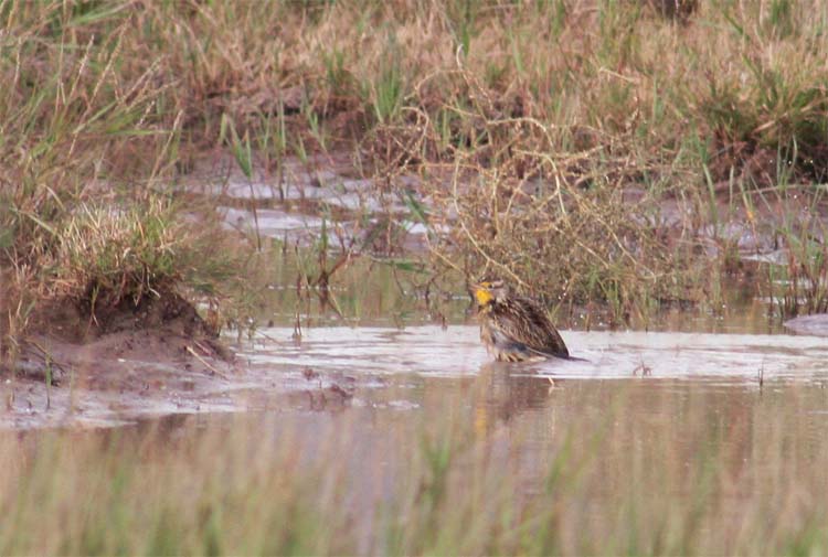 little king blog meadowlark