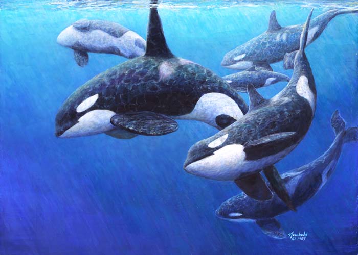 #6 Orcas