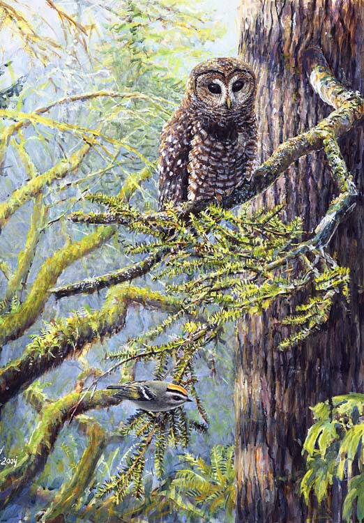 #178 Spotted Owl