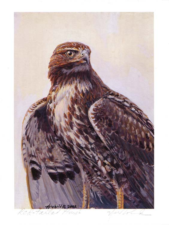 #49 Red-tail