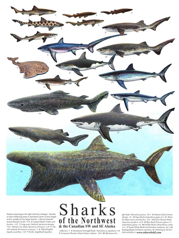 #238 Sharks of the Northwest (14 x 18)