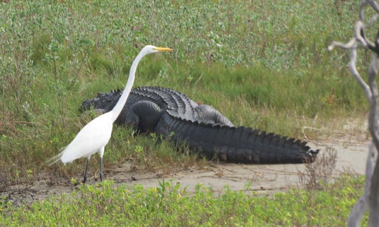 Texas 2015 Great Egret and alligator for ws