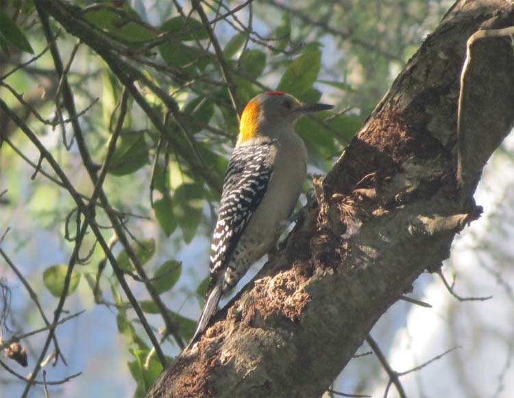 Texas 2015 golden-fronted woodpecker better use this