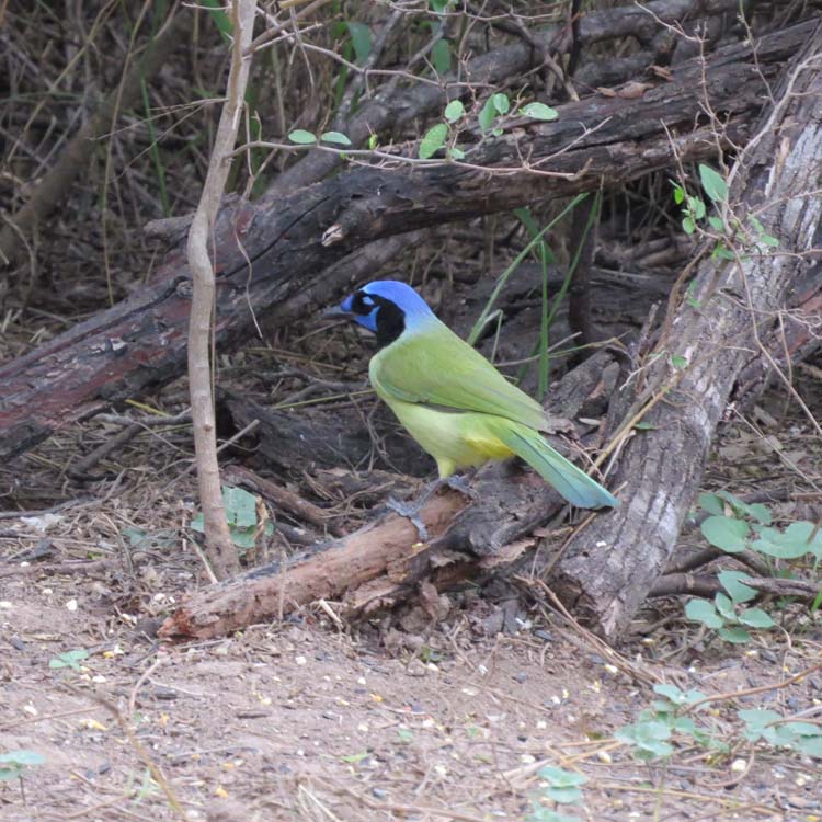 Texas 2015 green jay for ws
