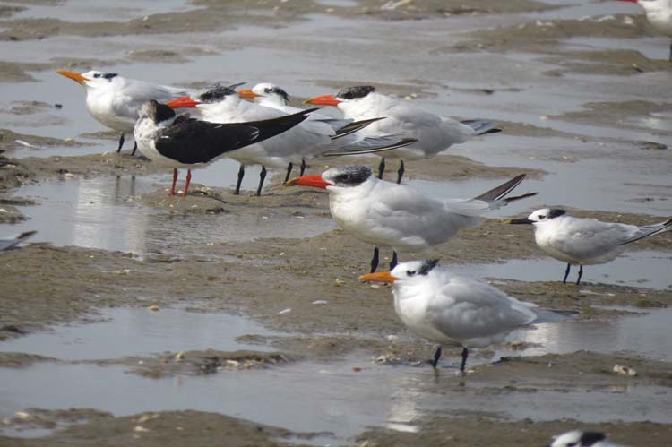 Texas 2015 three terns no use this one fors