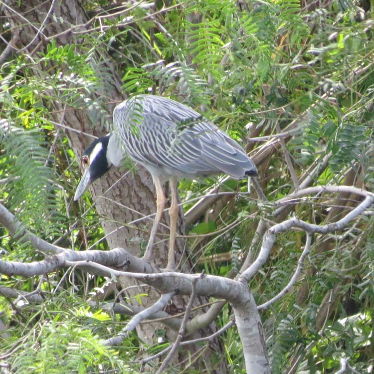 Texas 2015 yellow-crowned night heron for ws