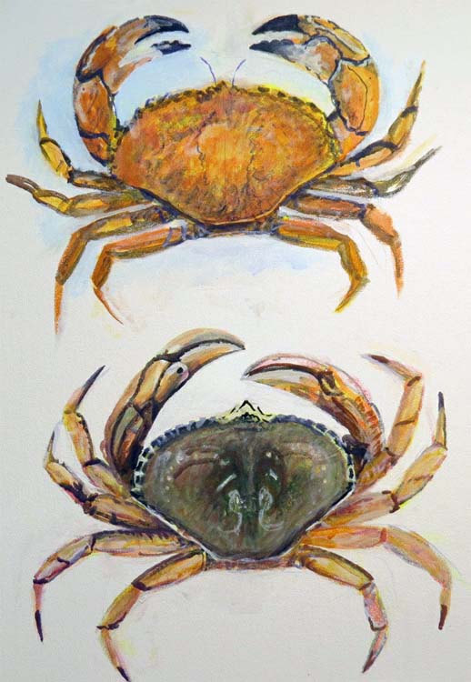 crabs 1 nov 5 2015