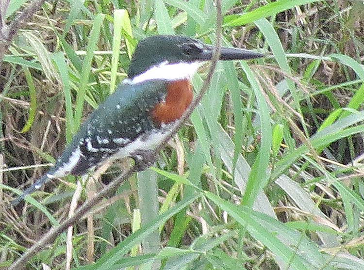 texas 2015 green kingfisher for ws