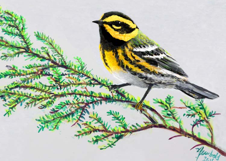 Townsend's Warbler for 8 x 10 Feb 9 2016 for ws