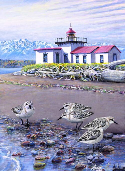 a print of a painting of Sanderlings (Sandpipers) on the beach at West Point in Discovery Park, Seattle by Wildlife Artist Ed Newbold.