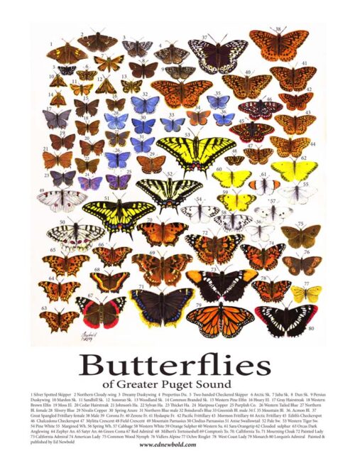 #615 Butterflies of Puget Sound (9 x 12 vertical, for 11 x 14 mat)