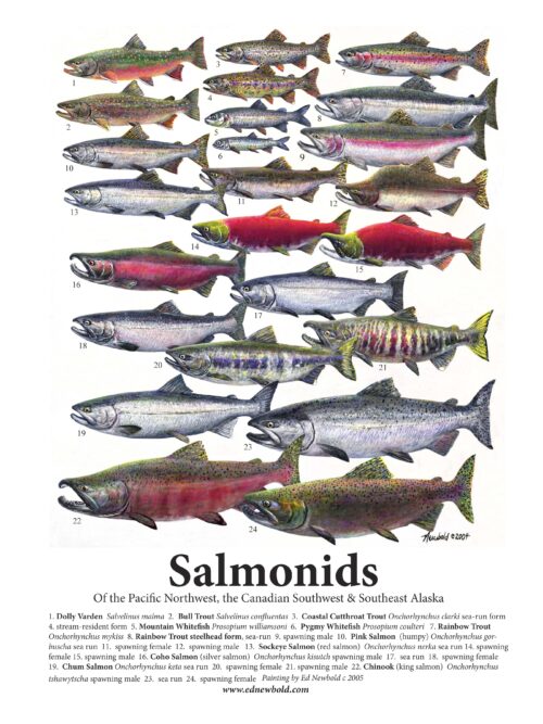 #619 Salmonids (9 x 12) vertical ( fits 11 x 14 mat)